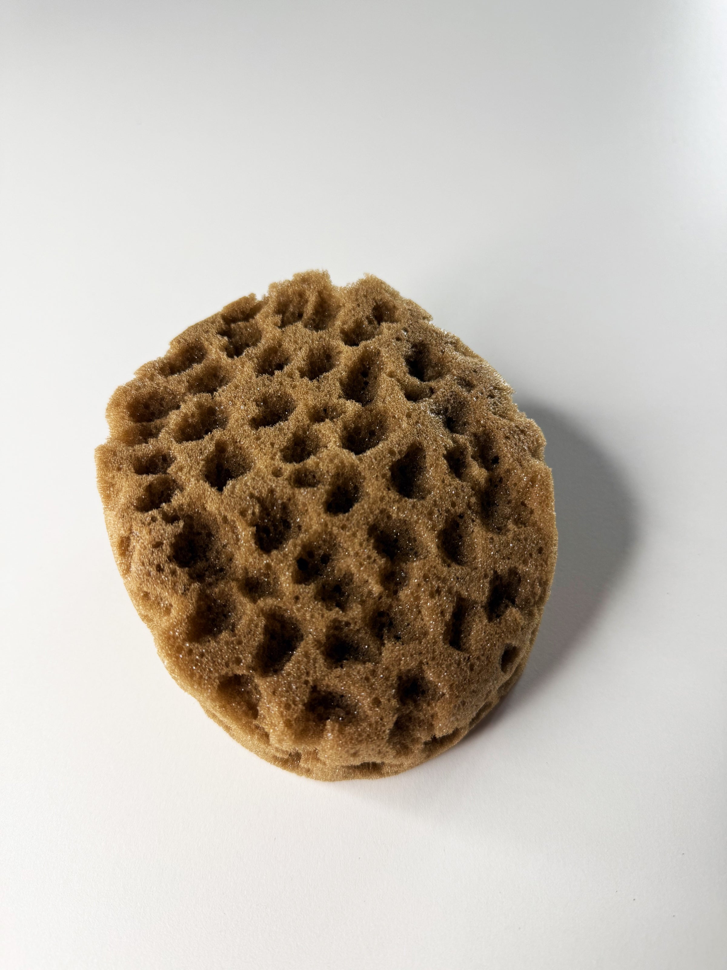 Sponge for decorative effects artificial with the effect of "sea sponge" (DFT1512)