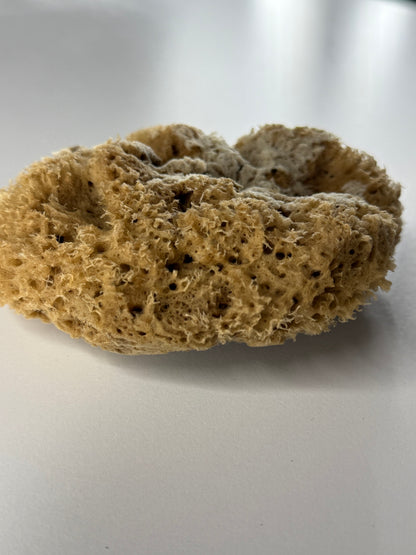 Natural marine sponge for decorative effects Painting Tools 15x11x15 (DFT1511)