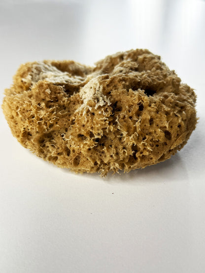 Natural marine sponge for decorative effects Painting Tools 15x11x15 (DFT1511)