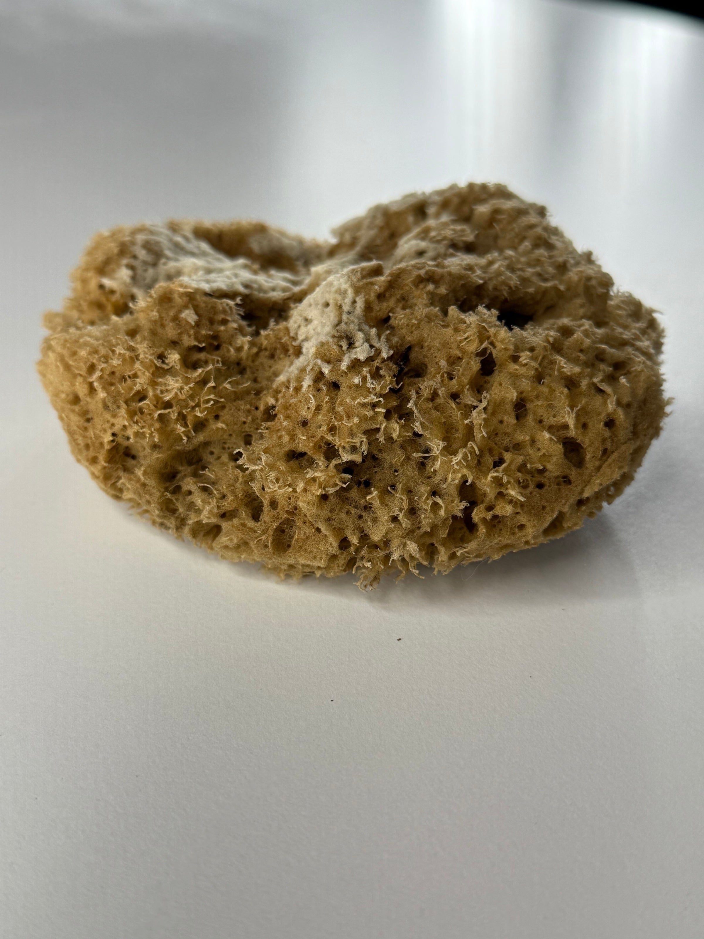 Natural marine sponge for decorative effects Painting Tools 15x11x15 (DFT1511)