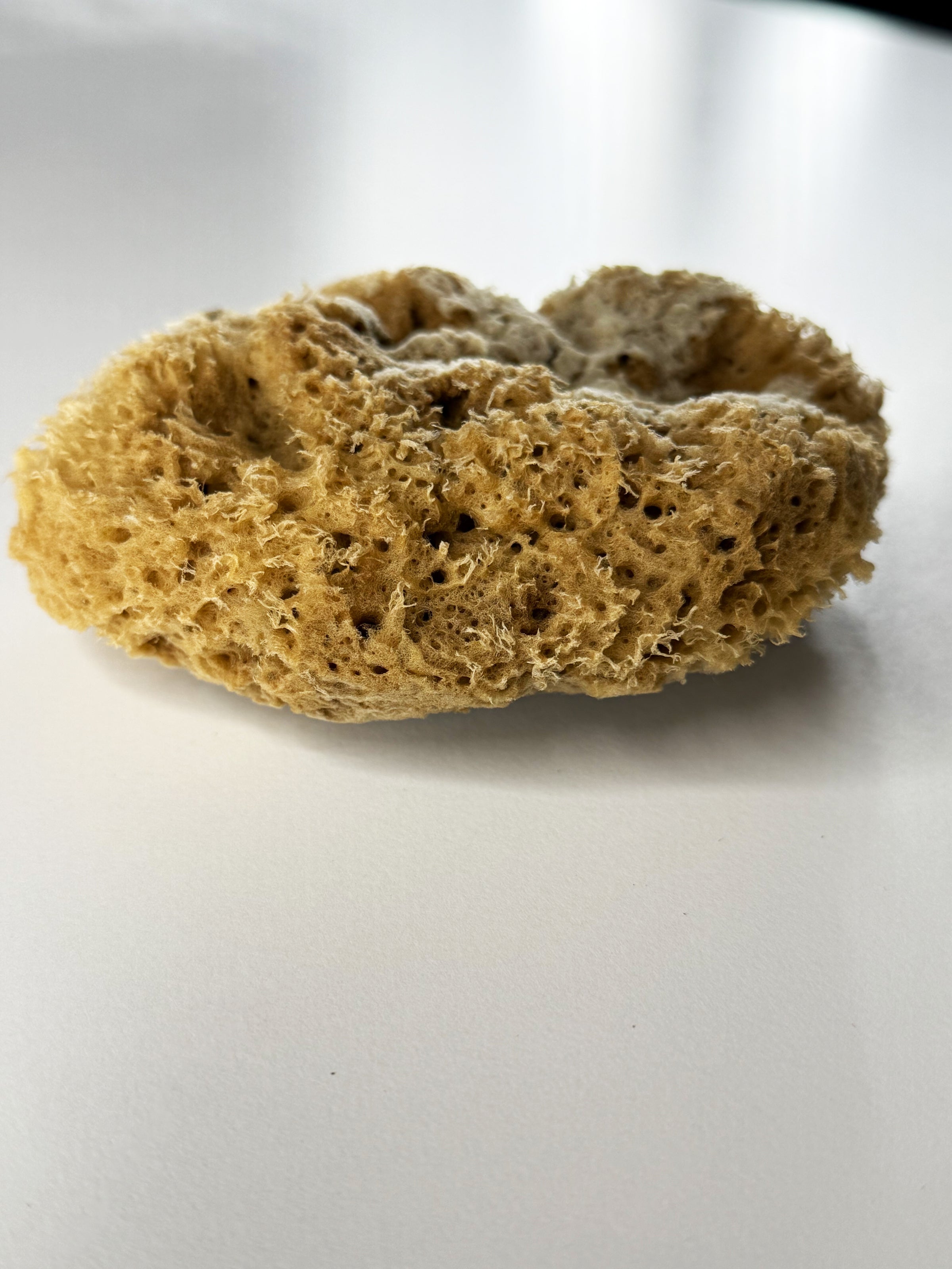 Natural marine sponge for decorative effects Painting Tools 15x11x15 (DFT1511)